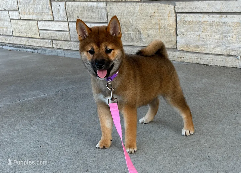 Daisy – Shiba Inu puppy for sale in Donnellson, IA