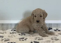 Rhino, a female Goldendoodle for sale in Donnellson, IA – Photo 5 of 5