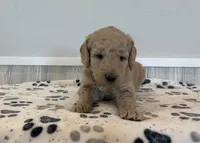 Rhino, a female Goldendoodle for sale in Donnellson, IA – Photo 3 of 5