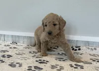 Rhino, a female Goldendoodle for sale in Donnellson, IA – Photo 4 of 5