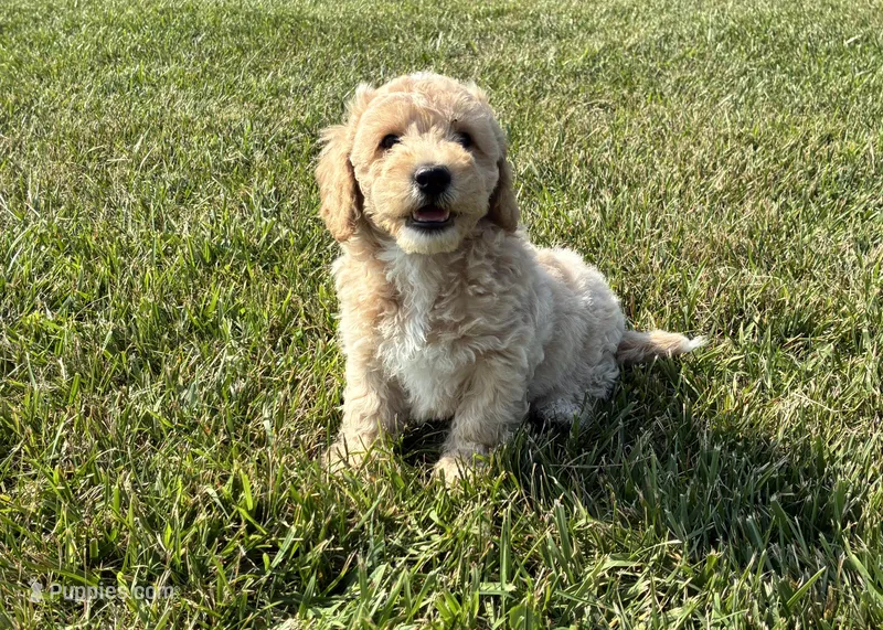 Cove – Miniature Goldendoodle puppy for sale in Donnellson, IA