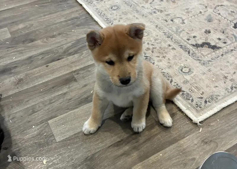 Nash AKC – Shiba Inu puppy for sale in Donnellson, IA