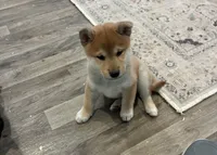 Nash AKC, a male Shiba Inu for sale in Donnellson, IA – 1 of 3