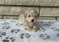 Sandy, a female Miniature Goldendoodle for sale in Donnellson, IA – 3 of 3