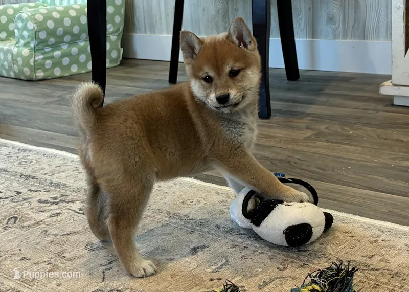 Apollo AKC – Shiba Inu puppy for sale in Donnellson, IA