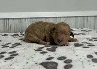 processed/072b1e1c-a9fd-4b82-b0af-df0c3e662e2d/listing/402d347c-3ddd-4c6d-a44f-7af92257eaf9/3b8f61f5-026f-4ced-a3b0-1afa09268466