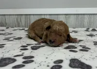 processed/072b1e1c-a9fd-4b82-b0af-df0c3e662e2d/listing/402d347c-3ddd-4c6d-a44f-7af92257eaf9/3ef44197-9c35-4b94-ade6-1ac72a5002d2