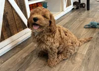 Toffee, a male Miniature Goldendoodle for sale in Donnellson, IA – 4 of 4