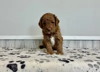 Aspen F1b medium, a female Goldendoodle for sale in Donnellson, IA – 3 of 3