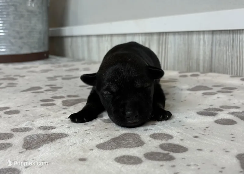 Teddy – Standard Schnauzer puppy for sale in Donnellson, IA