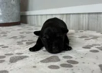 Teddy, a male Standard Schnauzer for sale in Donnellson, IA – Photo 1 of 3