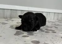 Teddy, a male Standard Schnauzer for sale in Donnellson, IA – Photo 2 of 3