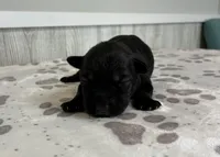 Teddy, a male Standard Schnauzer for sale in Donnellson, IA – Photo 3 of 3