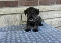 Cassi, a female Standard Schnauzer for sale in Donnellson, IA – 2 of 3