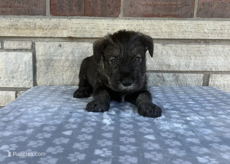 Colt – Standard Schnauzer puppy for sale in Donnellson, IA