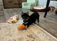 Nixon AKC, a male Shiba Inu for sale in Donnellson, IA – 3 of 3