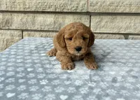 Chip F1b mini, a male Golden Retriever for sale in Donnellson, IA – 3 of 3
