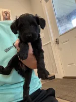 Lydia standard size, a female Schnoodle for sale in Donnellson, IA – 2 of 3