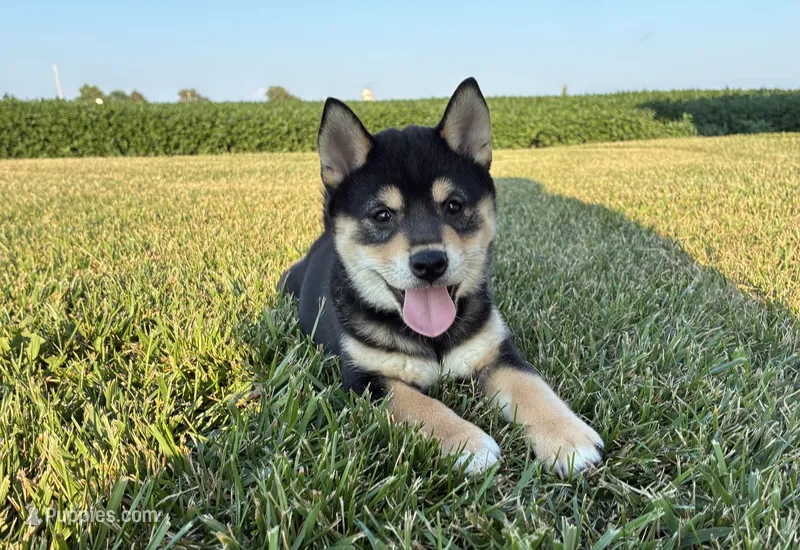 Coral – Shiba Inu puppy for sale in Donnellson, IA