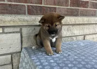Daisy, a female Shiba Inu for sale in Donnellson, IA – 3 of 4