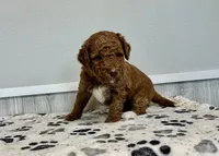 Aspen F1b medium, a female Goldendoodle for sale in Donnellson, IA – 2 of 3