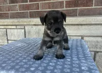 Calli , a female Standard Schnauzer for sale in Donnellson, IA – 2 of 3