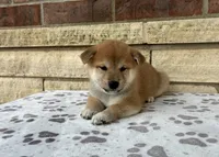 Nixon, a male Shiba Inu for sale in Donnellson, IA – 2 of 3