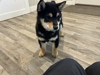 Cal, a male Shiba Inu for sale in Donnellson, IA – Photo 2 of 2