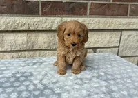 Muffin f1b mini, a female Miniature Goldendoodle for sale in Donnellson, IA – 2 of 3