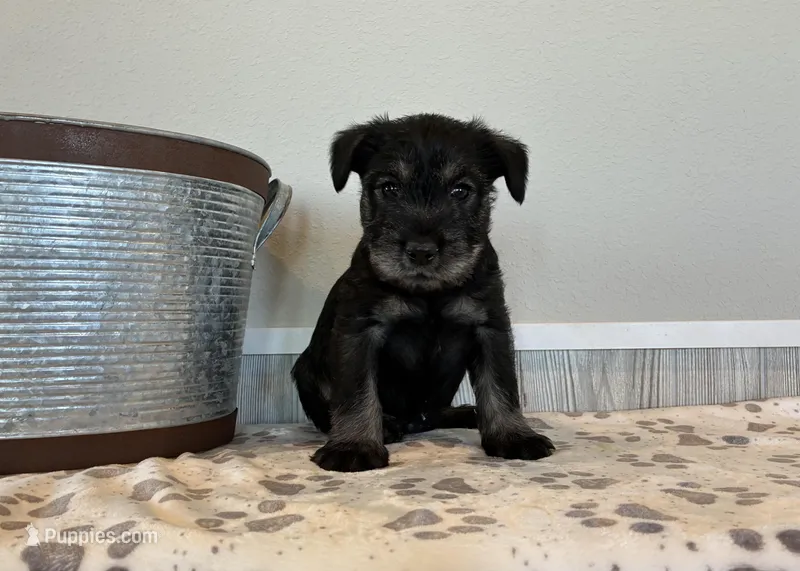 Due June AKC – Standard Schnauzer puppy for sale in Donnellson, IA