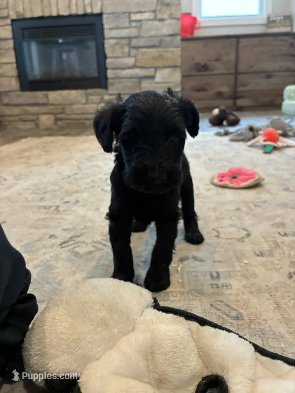 Lydia standard size – Schnoodle puppy for sale in Donnellson, IA