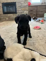 Lydia standard size, a female Schnoodle for sale in Donnellson, IA – 1 of 3
