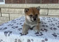 Apollo AKC, a male Shiba Inu for sale in Donnellson, IA – Photo 2 of 3