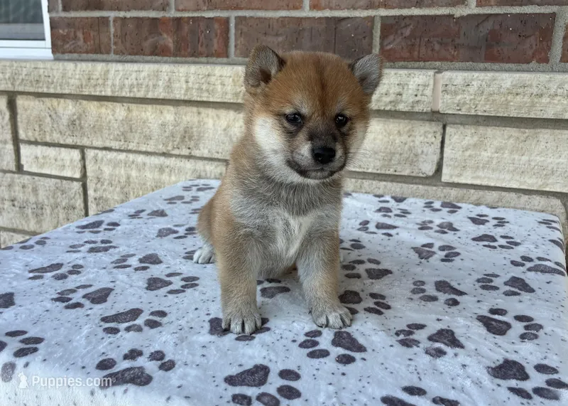 Apollo AKC – Shiba Inu puppy for sale in Donnellson, IA