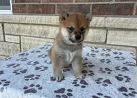 Apollo AKC, a male Shiba Inu for sale in Donnellson, IA – Photo 1 of 3