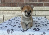 Apollo AKC, a male Shiba Inu for sale in Donnellson, IA – Photo 3 of 3