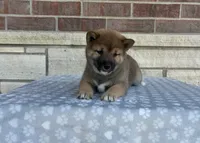 Daisy, a female Shiba Inu for sale in Donnellson, IA – 4 of 4
