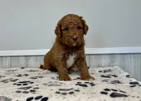 Aspen F1b medium, a female Goldendoodle for sale in Donnellson, IA – 1 of 3