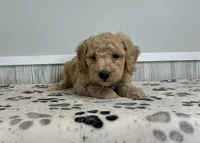 Coral, a female Miniature Goldendoodle for sale in Donnellson, IA – 2 of 3