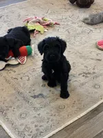 Lyle standard schnoodle, a male Standard Schnauzer and Poodle - Standard  for sale in Donnellson, IA – 4 of 4