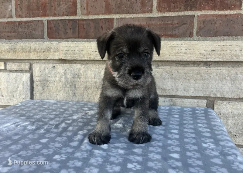 Calli  – Standard Schnauzer puppy for sale in Donnellson, IA