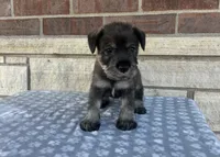 Calli , a female Standard Schnauzer for sale in Donnellson, IA – 1 of 3