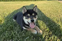 Coral, a female Shiba Inu for sale in Donnellson, IA – 3 of 3