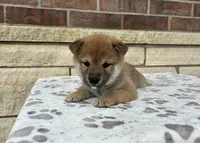 Nina AKC, a female Shiba Inu for sale in Donnellson, IA – 3 of 3