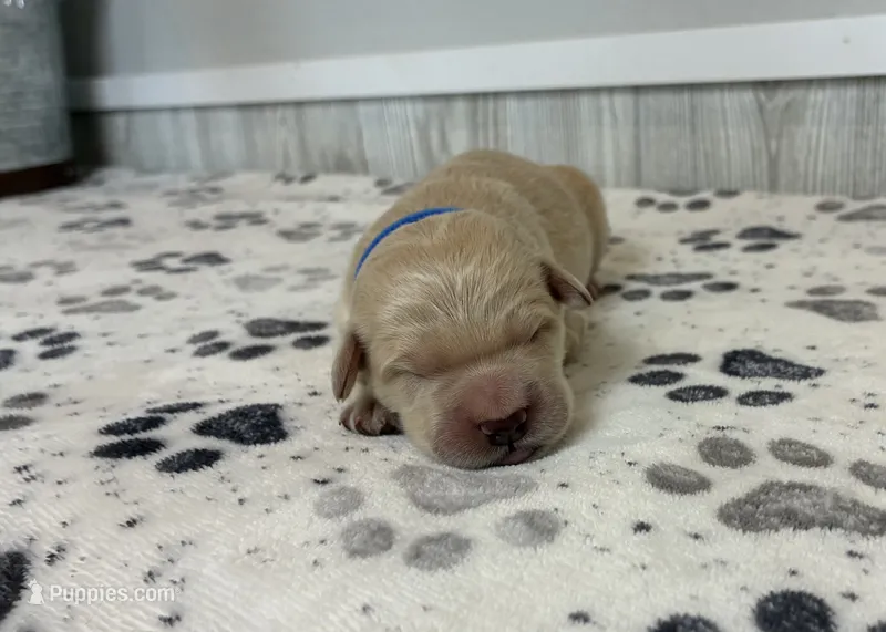 River  – Goldendoodle puppy for sale in Donnellson, IA