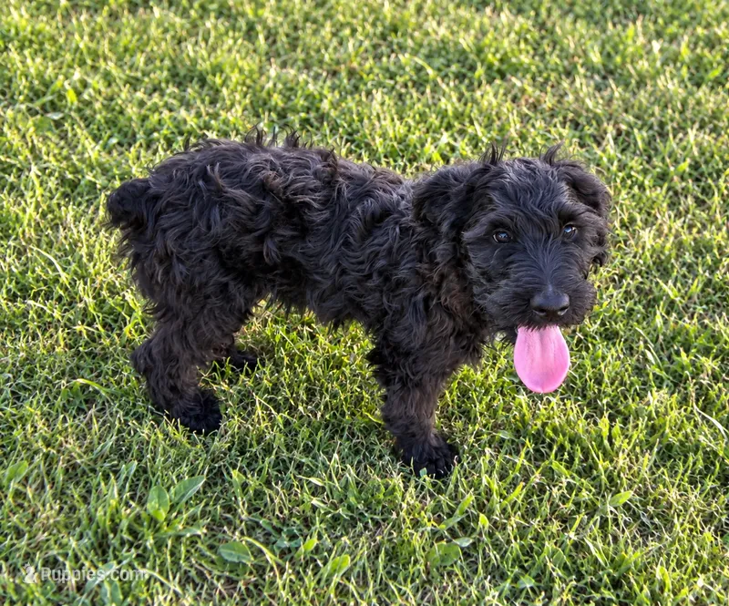Lyle standard schnoodle – Standard Schnauzer, Poodle - Standard  puppy for sale in Donnellson, IA