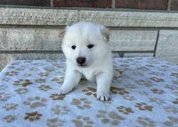 Coconut AKC, a female Shiba Inu for sale in Donnellson, IA – Photo 3 of 3