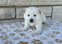 Coconut AKC, a female Shiba Inu for sale in Donnellson, IA – Photo 1 of 3