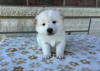 Coconut AKC, a female Shiba Inu for sale in Donnellson, IA – Photo 2 of 3