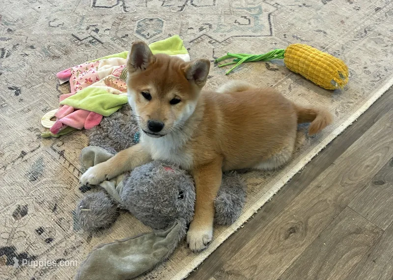 Nash AKC – Shiba Inu puppy for sale in Donnellson, IA